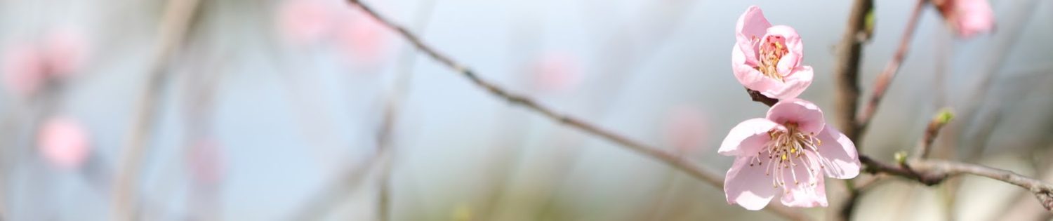 Fayette County Fairgrounds – Washington Court House, Ohio